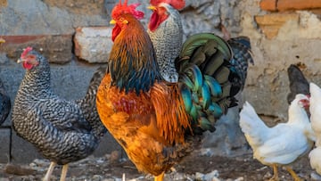 El sistema que ha inventado para cerrar la puerta de un gallinero es tan simple como genial: lleva más de dos millones de ‘me gusta’