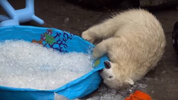 Nora, la cría de oso polar que disfruta de un baño helado.