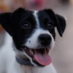 ¿Cómo saber si tu perro tiene un golpe de calor y cuáles son los síntomas?