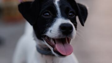 Un perro en el desfile ‘Plumas y Patitas’ del Orgullo LGTBI 2022, a 3 de julio de 2022, en Madrid (España). Todos los animales que participan en el evento son adoptados, y además del desfile hay un photocall y mercadillo solidario cuyos beneficios son destinados a varias asociaciones de animales. El fin del desfile es manifestarse en contra del maltrato animal.  MADO’22, la gran fiesta del Orgullo LGBTIQ+, vuelve a celebrarse en la capital madrileña desde el viernes 3 de julio hasta el próximo domingo 10 de julio, bajo el lema “Frente al odio: Visibilidad, Orgullo y Resiliencia”.
03 JULIO 2022;MADRID;ORGULLO;LGTBI1;DESFILE;PLUMAS Y PATITAS
Alejandro Martínez Vélez / Europa Press
03/07/2022