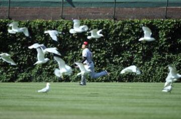 Los pájaros también quieren jugar al béisbol.