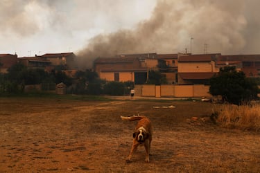 El perro Pancho reacciona mientras un incendio forestal arrasa casas en Congosta, España.