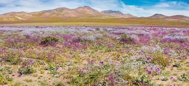 Los 10 campos de flores m¨¢s espectaculares del mundo