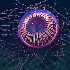 7 tipos de medusas tan raras como increíbles