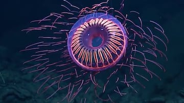 Halitrephes Jelly