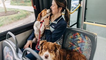 MANHATTAN, NY - MAY 13 : A handler Julia Gildernick rides Beagle and Austrian Shepherd breed on a bus during the Annual Westminster Kennel Club Dog Show at Arthur Ashe Stadium in New York on May 13, 2024. (Photo by Jeenah Moon for The Washington Post via Getty Images)