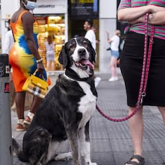 La razón por la que tu perro inclina la cabeza y qué significa según un estudio
