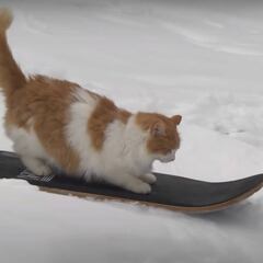 El gato que practica snowskate se convierte en uno de los fenómenos de la cuarentena
