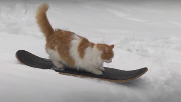 Gato practicando snowskate, un vídeo que se ha hecho viral durante la cuarentena por coronavirus.
