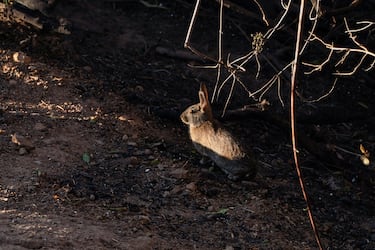 Imagen devastadora del barrio residencial Palisades que ha quedado totalmente destruido, por los incendios que  han arrasado más de 15.000 hectáreas en Los Ángeles.