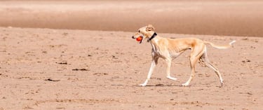 Las razas de perros más rápidas: ¿cuáles son y qué velocidad pueden alcanzar?