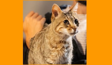 pedrito gato apocalipsis z el principio del fin prime video mejores peliculas de zombis mejores peliculas de terror espa?oles cine de terror