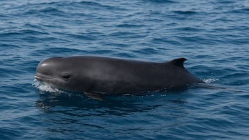 Pigmy sperm whale