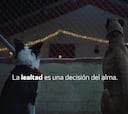 El Atleti emociona a los más de 10 millones de españoles que tienen perro: si eres uno, vas a llorar