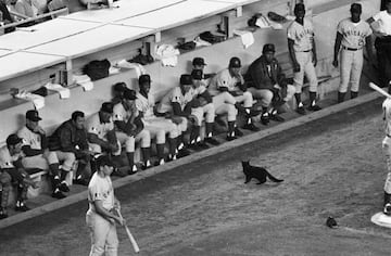 La remontada que protagonizaron los Mets sobre los Cubs tiene su componente sobrenatural en el desfile del gato negro delante del banquillo del club de Chicago.
