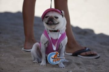 Surf Dog Contest en California.