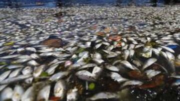 Peces muertos flotan en la bahía de Guanabara en una foto reciente.
