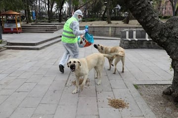 A staff member of Ankara Cankaya Municipality, feeds stray dogs in Ankara, on April 11, 2020, during the 48-hour curfew imposed by the government to stem the spread of the novel coronavirus (COVID-19). (Photo by Adem ALTAN / AFP)