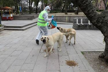 Coronavirus: Did stray dogs cause the spread of the virus?