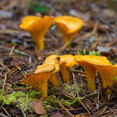 These fungi capable of causing an infection that can ‘eat you from the inside out’ could spread, experts warn