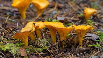 The fungi within our bodies might be having a larger effect than we realise.