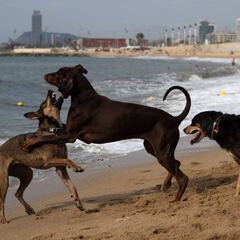 ¿Andalucía o Comunidad Valenciana? Estas son las mejores playas para perros con las que disfrutar de tu mascota