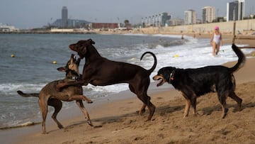 GRAFCAT614 BARCELONA, 12/8/2020.- Diferentes due&ntilde;os pasean y se ba&ntilde;an con sus propias mascotas este mi&eacute;rcoles en la playa de Llevant de Barcelona, la cual est&aacute; habilitada especialmente para esta finalidad, teniendo un aforo lim