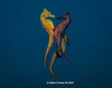 Categoría: Comportamiento