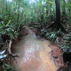 Niños desaparecidos en la selva: nuevos indicios, pistas y últimas noticias del viernes 26 de mayo