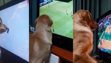 ¡Air Bud existe! El Golden Retriever que ama los deportes