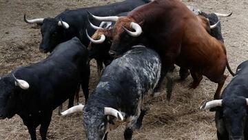 Muere un joven de 20 años corneado por un toro en El Casar (Guadalajara)