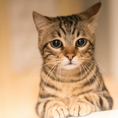 El ataque a un piloto de motocross fue de un gato y no un puma