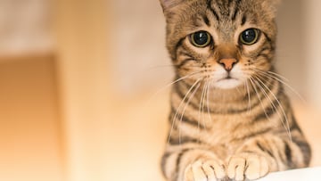 El ataque a un piloto de motocross fue de un gato y no un puma