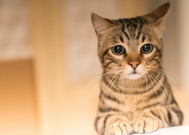 Día Internacional del Gato: historia, origen, significado y por qué se celebra el 20 de febrero
