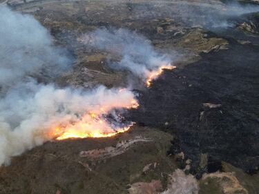 El año pasado, los árboles y la tierra apenas absorbieron CO2: estas son las consecuencias para el planeta