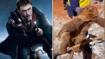 El oso perezoso ‘imitador’ a Harry Potter que es viral en redes