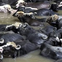 Unos búfalos se emborrachan y destapan una producción ilegal de alcohol