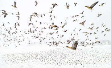 Miles de gansos de patas rosadas se posan en el interior de Noruega en primavera, de camino a los criaderos de Svalbard, en el ?rtico. Probablemente debido al cambio clim¨¢tico, llegan antes cada a?o y, a menudo, el suelo y los campos donde se alimentan est¨¢n cubiertos de nieve cuando lo hacen. Los gansos suelen seguir las mismas rutas tradicionalmente, por lo que al esperarlos en el aire con un dron, se pueden hacer fotos impactantes como la vencedora de este a?o.