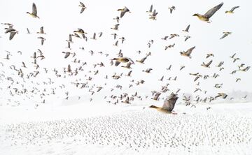 Miles de gansos de patas rosadas se posan en el interior de Noruega en primavera, de camino a los criaderos de Svalbard, en el Ártico. Probablemente debido al cambio climático, llegan antes cada año y, a menudo, el suelo y los campos donde se alimentan están cubiertos de nieve cuando lo hacen. Los gansos suelen seguir las mismas rutas tradicionalmente, por lo que al esperarlos en el aire con un dron, se pueden hacer fotos impactantes como la vencedora de este año.