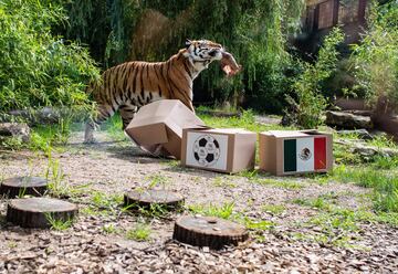 El tigre "Fedor" antes del México-Alemania.