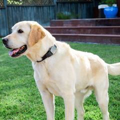 Qué pasa si tu perro muerde a una persona o un animal: ¿puedo ir a la cárcel?