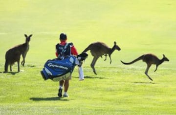 El caddie de Peter Lawrie camina entre canguros durante el primer día de la Perth International en el lago Karrinyup Country Club el 17 de octubre de 2013 en Perth, Australia.