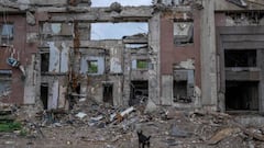 A dog walks near rubbles of the destroyed governor building of Mykolaiv Oblast following a missile strike in Mykolaiv on August 17, 2022, amid the Russian invasion of Ukraine. (Photo by BULENT KILIC / AFP) (Photo by BULENT KILIC/AFP via Getty Images)