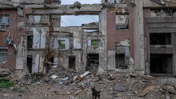 A dog walks near rubbles of the destroyed governor building of Mykolaiv Oblast following a missile strike in Mykolaiv on August 17, 2022, amid the Russian invasion of Ukraine. (Photo by BULENT KILIC / AFP) (Photo by BULENT KILIC/AFP via Getty Images)