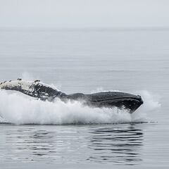 Capturan una imagen de una extraña criatura marina en un lugar inesperado