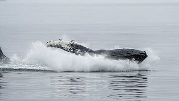 Capturan una imagen de una extraña criatura marina en un lugar inesperado