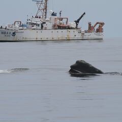 Un muerto y un herido al ser embestidos por una ballena