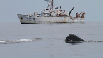 Un muerto y un herido al ser embestidos por una ballena