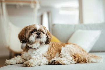 Su altura oscila entre los 20 y los 30 cm y su peso entre los 5 y los 10 kg. Los shih tzu son famosos por su carácter alegre y feliz, son juguetones y muy simpáticos. Su comportamiento provoca que se lleven bien con personas de todas las edades y con otros perros. Se cree que esta raza tiene su origen en el Tíbet, en cuyos templos residía y donde se enviaba ocasionalmente como regalo para los emperadores de China.