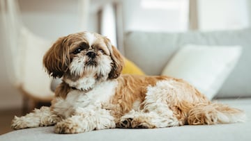 Su altura oscila entre los 20 y los 30 cm y su peso entre los 5 y los 10 kg. Los shih tzu son famosos por su temperamento alegre y feliz, son juguetones y simpáticos, tienden a llevarse bien con personas de todas las edades y con otros perros.